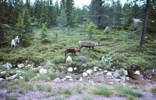 Rentierkontakt auf dem Weg nach Norwegen